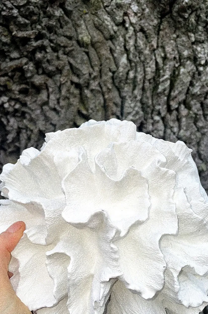CORA Deko