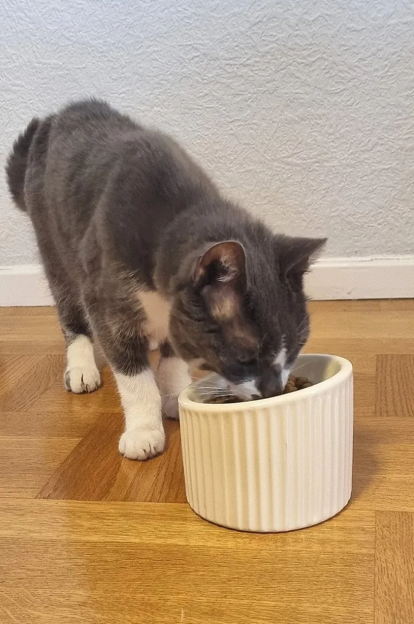 SLURP Hunde-/Katzenfressnapf